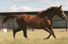 Ali