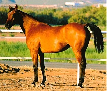 Maqina